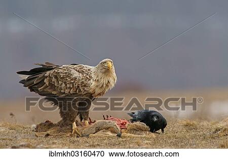 "White-tailed Eagle or Sea Eagle (Haliaeetus albicilla) and a Raven (Corvus corax) with the carcass of a deer, Feldberg Lake District, Feldberg - Mecklenburg, Mecklenburg-Western Pomerania, Germany, Europe" View Large Photo Image Stock Image - "White-tailed Eagle or Sea Eagle (Haliaeetus albicilla) and a Raven (Corvus corax) with the carcass of a deer, Feldberg Lake District, Feldberg - Mecklenburg, Mecklenburg-Western Pomerania, Germany, Europe". Fotosearch