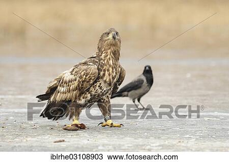Stock Image - "White-tailed Eagle or Sea Eagle (Haliaeetus albicilla) standing on a frozen lake with a prey animal in its talons, Feldberg Lake District, Mecklenburgische Seenplatte, Mecklenburg-Western Pomerania, Germany, Europe". Fotosearch
