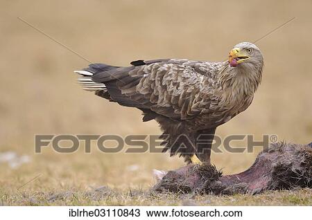 "White-tailed Eagle or Sea Eagle (Haliaeetus albicilla) feeding on a deer, Feldberg Lake District, Mecklenburgische Seenplatte, Mecklenburg-Western Pomerania, Germany, Europe" View Large Photo Image Stock Image - "White-tailed Eagle or Sea Eagle (Haliaeetus albicilla) feeding on a deer, Feldberg Lake District, Mecklenburgische Seenplatte, Mecklenburg-Western Pomerania, Germany, Europe". Fotosearch