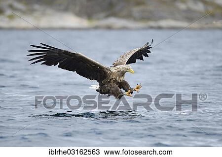 "White-tailed Eagle or Sea Eagle (Haliaeetus albicilla) approaching prey, Lauvsnes, Flatanger, Nord-Trondelag, Trondelag, Norway, Europe" View Large Photo Image Stock Image - "White-tailed Eagle or Sea Eagle (Haliaeetus albicilla) approaching prey, Lauvsnes, Flatanger, Nord-Trondelag, Trondelag, Norway, Europe". Fotosearch