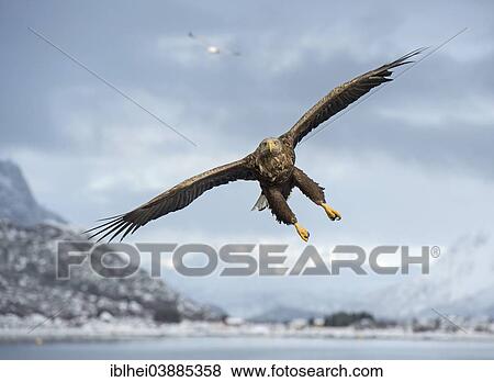 "White-tailed Eagle or Sea Eagle (Haliaeetus albicilla), in flight, Norway, Europe" View Large Photo Image Stock Photo - "White-tailed Eagle or Sea Eagle (Haliaeetus albicilla), in flight, Norway, Europe". Fotosearch