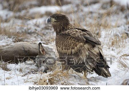 "White-tailed Eagle or Sea Eagle (Haliaeetus albicilla) with prey, Molde, Norway, Europe" View Large Photo Image Stock Photo - "White-tailed Eagle or Sea Eagle (Haliaeetus albicilla) with prey, Molde, Norway, Europe". Fotosearch