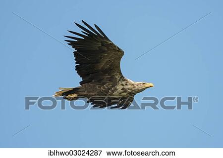 "White-tailed Eagle or Sea Eagle (Haliaeetus albicilla) soaring, Insel Andoya, Inselgruppe Vesteralen, Nordland, Northern Norway, Norway, Europe" View Large Photo Image Stock Photo - "White-tailed Eagle or Sea Eagle (Haliaeetus albicilla) soaring, Insel Andoya, Inselgruppe Vesteralen, Nordland, Northern Norway, Norway, Europe". Fotosearch