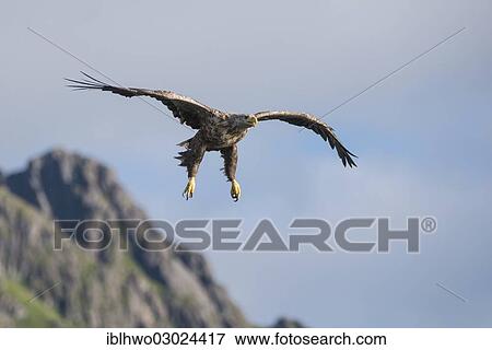 "White-tailed Eagle or Sea Eagle (Haliaeetus albicilla), landing approach, Vestfjord, Inselgruppe Lofoten, Nordland, Northern Norway, Norway, Europe" View Large Photo Image Stock Photo - "White-tailed Eagle or Sea Eagle (Haliaeetus albicilla), landing approach, Vestfjord, Inselgruppe Lofoten, Nordland, Northern Norway, Norway, Europe". Fotosearch