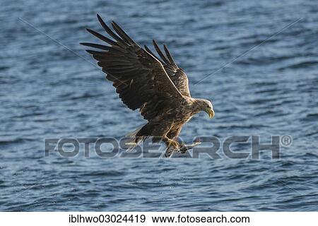 "White-tailed Eagle or Sea Eagle (Haliaeetus albicilla) in flight with salmon in its talons, Vestfjord, Inselgruppe Lofoten, Nordland, Northern Norway, Norway, Europe" View Large Photo Image Stock Photo - "White-tailed Eagle or Sea Eagle (Haliaeetus albicilla) in flight with salmon in its talons, Vestfjord, Inselgruppe Lofoten, Nordland, Northern Norway, Norway, Europe". Fotosearch
