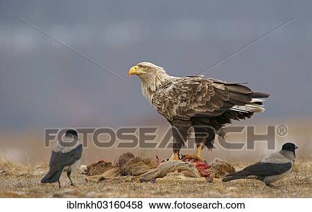 "White-tailed Eagle or Sea Eagle (Haliaeetus albicilla) and Hooded Crows (Corvus corone cornix) with the carcass of a deer, Feldberg Lake District, Feldberg - Mecklenburg, Mecklenburg-Western Pomerania, Germany, Europe" View Large Photo Image Stock Photo - "White-tailed Eagle or Sea Eagle (Haliaeetus albicilla) and Hooded Crows (Corvus corone cornix) with the carcass of a deer, Feldberg Lake District, Feldberg - Mecklenburg, Mecklenburg-Western Pomerania, Germany, Europe". Fotosearch