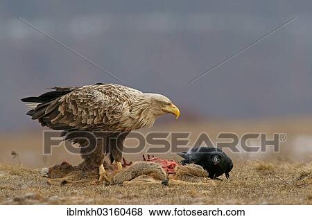 "White-tailed Eagle or Sea Eagle (Haliaeetus albicilla) and a Raven (Corvus corax) with the carcass of a deer, Feldberg Lake District, Feldberg - Mecklenburg, Mecklenburg-Western Pomerania, Germany, Europe" View Large Photo Image Stock Photo - "White-tailed Eagle or Sea Eagle (Haliaeetus albicilla) and a Raven (Corvus corax) with the carcass of a deer, Feldberg Lake District, Feldberg - Mecklenburg, Mecklenburg-Western Pomerania, Germany, Europe". Fotosearch