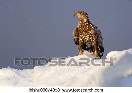 "White-tailed Eagle or Sea Eagle (Haliaeetus albicilla) in the morning light, Rausu, Menashi, Hokkaido, Japan, Asia" View Large Photo Image Stock Photo - "White-tailed Eagle or Sea Eagle (Haliaeetus albicilla) in the morning light, Rausu, Menashi, Hokkaido, Japan, Asia". Fotosearch
