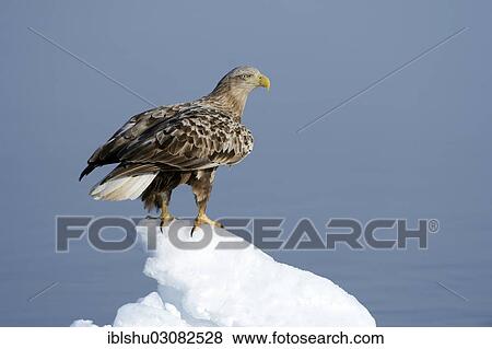 Stock Photo - "White-tailed Eagle or Sea Eagle (Haliaeetus albicilla) perched on an ice floe, Rausu, Menashi, Hokkaido, Japan, Asia". Fotosearch
