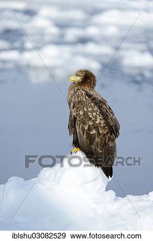 Stock Photo - "White-tailed Eagle or Sea Eagle (Haliaeetus albicilla), Rausu, Menashi, Hokkaido, Japan, Asia". Fotosearch
