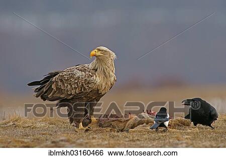 Stock Photograph - "White-tailed Eagle or Sea Eagle (Haliaeetus albicilla), a Magpie (Pica pica) and a Raven (Corvus corax) with the carcass of a deer, Feldberg Lake District, Feldberg - Mecklenburg, Mecklenburg-Western Pomerania, Germany, Europe". Fotosearch