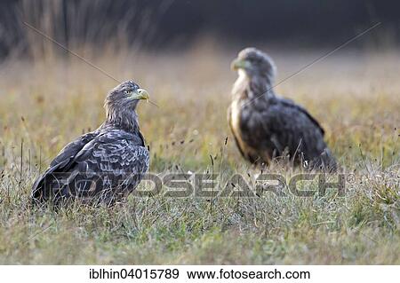 Stock Photo - "White-tailed eagles (Haliaeetus albicilla), Poland, Europe". Fotosearch
