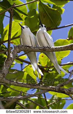 "White Terns (Gygis alba), Marianne Island, Seychelles, Africa, Indian Ocean, Africa" View Large Photo Image Stock Image - "White Terns (Gygis alba), Marianne Island, Seychelles, Africa, Indian Ocean, Africa". Fotosearch