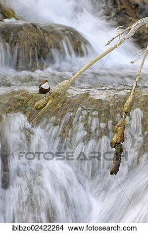 White-throated Dipper (Cinclus cinclus) in front of a waterfall, Biosphere Reserve Swabian Alb, Baden-Wuerttemberg, Germany, Europe View Large Photo Image Picture - White-throated Dipper (Cinclus cinclus) in front of a waterfall, Biosphere Reserve Swabian Alb, Baden-Wuerttemberg, Germany, Europe. Fotosearch