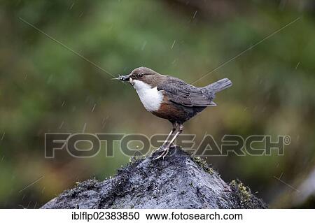 "White-throated Dipper (Cinclus cinclus gularis), adult, with food in beak, standing on rock in stream, Powys, Wales, United Kingdom, Europe" View Large Photo Image Stock Image - "White-throated Dipper (Cinclus cinclus gularis), adult, with food in beak, standing on rock in stream, Powys, Wales, United Kingdom, Europe". Fotosearch