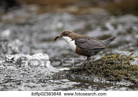 Stock Photo - "White-throated Dipper (Cinclus cinclus gularis), adult, with food in beak, standing on rock in stream, Powys, Wales, United Kingdom, Europe". Fotosearch