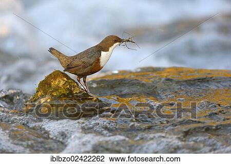 White-throated Dipper (Cinclus cinclus), with nesting material, Biosphere Reserve Swabian Alb, Baden-Wuerttemberg, Germany, Europe View Large Photo Image Stock Image - White-throated Dipper (Cinclus cinclus), with nesting material, Biosphere Reserve Swabian Alb, Baden-Wuerttemberg, Germany, Europe. Fotosearch