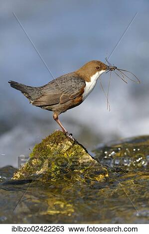 White-throated Dipper (Cinclus cinclus), with nesting material, Biosphere Reserve Swabian Alb, Baden-Wuerttemberg, Germany, Europe View Large Photo Image Stock Image - White-throated Dipper (Cinclus cinclus), with nesting material, Biosphere Reserve Swabian Alb, Baden-Wuerttemberg, Germany, Europe. Fotosearch