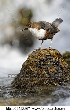White-throated Dipper (Cinclus cinclus), with an aquatic insect in its beak, Biosphere Reserve Swabian Alb, Baden-Wuerttemberg, Germany, Europe View Large Photo Image Stock Photo - White-throated Dipper (Cinclus cinclus), with an aquatic insect in its beak, Biosphere Reserve Swabian Alb, Baden-Wuerttemberg, Germany, Europe. Fotosearch
