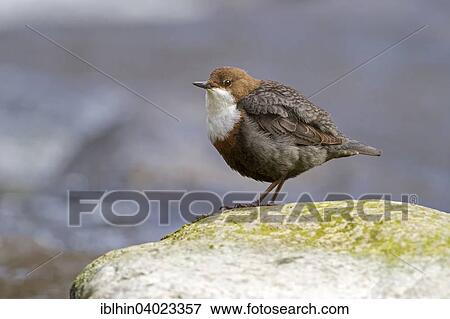 Stock Photo - "White-throated dipper (Cinclus cinclus), Harz Nature Park, Saxony-Anhalt, Germany, Europe". Fotosearch