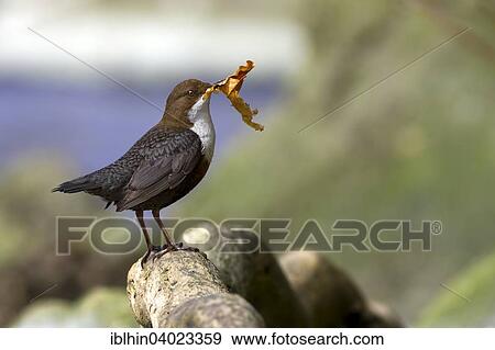 "White-throated dipper (Cinclus cinclus), with nesting material, Harz Nature Park, Saxony-Anhalt, Germany, Europe" View Large Photo Image Stock Photo - "White-throated dipper (Cinclus cinclus), with nesting material, Harz Nature Park, Saxony-Anhalt, Germany, Europe". Fotosearch