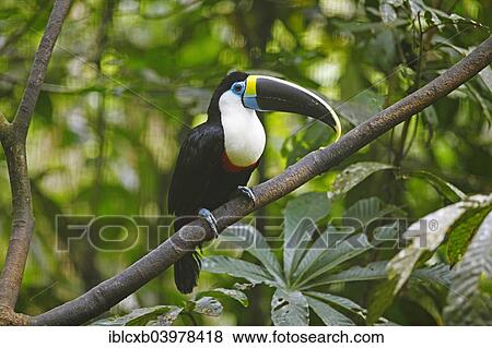 "White-throated toucan (Ramphastos tucanus), Wild Animal Rescue Amazoonico, Ahuano, Napo Province, Ecuador, South America" View Large Photo Image Stock Photo - "White-throated toucan (Ramphastos tucanus), Wild Animal Rescue Amazoonico, Ahuano, Napo Province, Ecuador, South America". Fotosearch