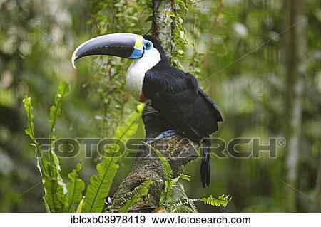 Stock Photo - "White-throated toucan (Ramphastos tucanus), Wild Animal Rescue Amazoonico, Ahuano, Napo Province, Ecuador, South America". Fotosearch