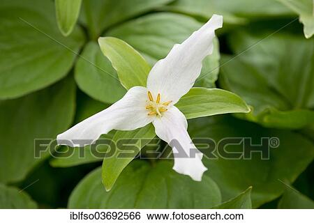 "White Trillium (Trillium ovatum),, flowering, garden plant, native to North America, Saxony, Germany, Europe" View Large Photo Image Stock Photograph - "White Trillium (Trillium ovatum),, flowering, garden plant, native to North America, Saxony, Germany, Europe". Fotosearch