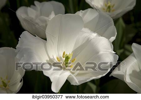 "White Tulips (Tulipa 'Alaska Star'), Keukenhof, Lisse, South Holland, Holland, Netherlands" View Large Photo Image Stock Photo - "White Tulips (Tulipa 'Alaska Star'), Keukenhof, Lisse, South Holland, Holland, Netherlands". Fotosearch
