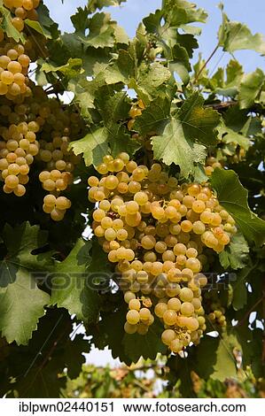 white, uva, su, il, viti, in, il, vigne, di, hajos, ungheria, europe" Archivio Immagini | iblpwn02440151 | Fotosearch