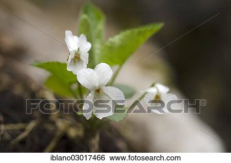 "White Violet (Viola alba), Austria, Europe" View Large Photo Image Stock Photograph - "White Violet (Viola alba), Austria, Europe". Fotosearch