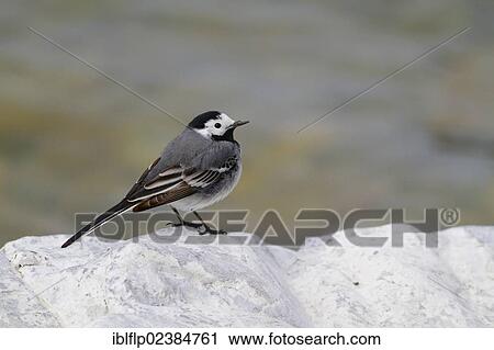 "White Wagtail (Motacilla alba alba), adult, perched on rock, Lake Geneva, Switzerland, Europe" View Large Photo Image Stock Image - "White Wagtail (Motacilla alba alba), adult, perched on rock, Lake Geneva, Switzerland, Europe". Fotosearch