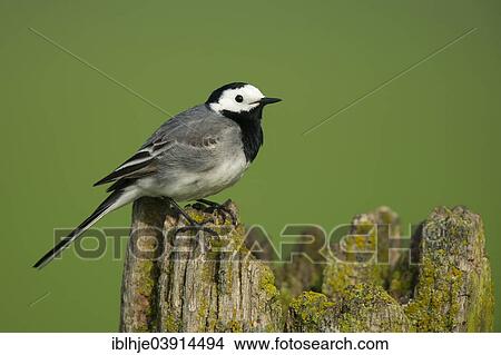 "White Wagtail (Motacilla alba), Gelderland, The Netherlands, Europe" View Large Photo Image Picture - "White Wagtail (Motacilla alba), Gelderland, The Netherlands, Europe". Fotosearch