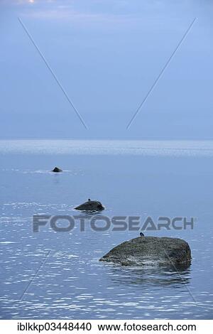 Stock Image - "White Wagtail (Motacilla alba) sitting on a rock, stones at a Baltic Sea beach at the blue hour, Dranske, Mecklenburg-Western Pomerania, Germany, Europe". Fotosearch