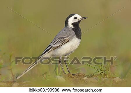 Stock Photo - "White Wagtail (Motacilla alba), Saxony-Anhalt, Germany, Europe". Fotosearch