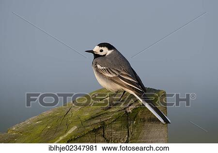 "White Wagtail (Motacilla alba), Texel, The Netherlands, Europe" View Large Photo Image Stock Image - "White Wagtail (Motacilla alba), Texel, The Netherlands, Europe". Fotosearch
