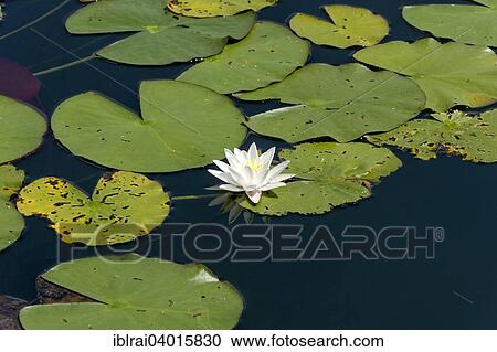 "White water lilies (Nymphaea alba), Klostersee Seeon, Seebruck, Chiemgau, Upper Bavaria, Bavaria, Germany, Europe" View Large Photo Image Stock Image - "White water lilies (Nymphaea alba), Klostersee Seeon, Seebruck, Chiemgau, Upper Bavaria, Bavaria, Germany, Europe". Fotosearch