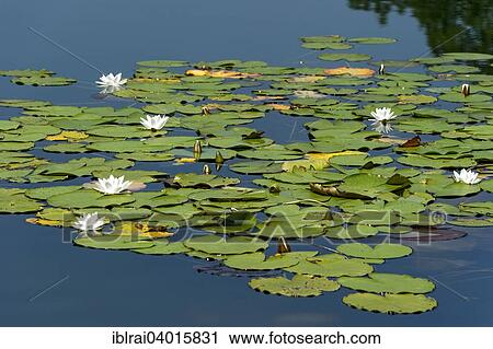 "White water lilies (Nymphaea alba), Klostersee Seeon, Seebruck, Chiemgau, Upper Bavaria, Bavaria, Germany, Europe" View Large Photo Image Stock Image - "White water lilies (Nymphaea alba), Klostersee Seeon, Seebruck, Chiemgau, Upper Bavaria, Bavaria, Germany, Europe". Fotosearch