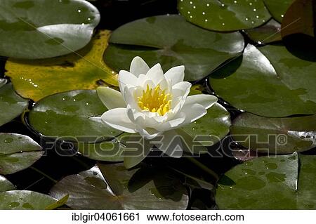 Stock Image - "White Water Lily (Nymphaea alba), North Rhine-Westphalia, Germany, Europe". Fotosearch