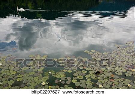 "White Waterlily (Nymphea alba), flowering, with Mute Swan (Cygnus olor), swimming at back, Lake Bled, Julian Alps, Slovenia, Europe" View Large Photo Image Stock Photo - "White Waterlily (Nymphea alba), flowering, with Mute Swan (Cygnus olor), swimming at back, Lake Bled, Julian Alps, Slovenia, Europe". Fotosearch
