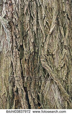"White willow (Salix alba), bark, North Rhine-Westphalia, Germany, Europe" View Large Photo Image Stock Image - "White willow (Salix alba), bark, North Rhine-Westphalia, Germany, Europe". Fotosearch