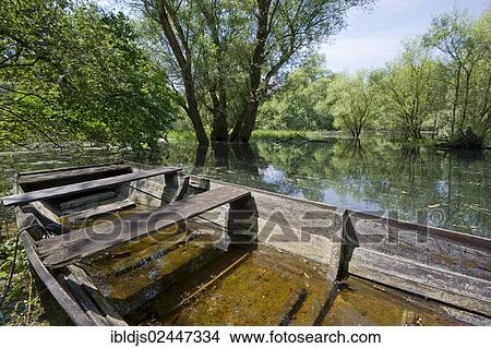 "White Willows (Salix alba) growing in the floodplains of the Rhine near Rastatt, Baden-Wuerttemberg, Germany, Europe" View Large Photo Image Picture - "White Willows (Salix alba) growing in the floodplains of the Rhine near Rastatt, Baden-Wuerttemberg, Germany, Europe". Fotosearch