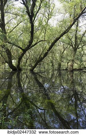 "White Willows (Salix alba) growing in the floodplains of the Rhine near Rastatt, Baden-Wuerttemberg, Germany, Europe" View Large Photo Image Stock Image - "White Willows (Salix alba) growing in the floodplains of the Rhine near Rastatt, Baden-Wuerttemberg, Germany, Europe". Fotosearch