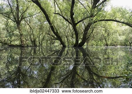 Stock Image - "White Willows (Salix alba) growing in the floodplains of the Rhine near Rastatt, Baden-Wuerttemberg, Germany, Europe". Fotosearch