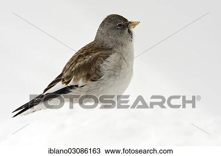 "White-winged Snowfinch or Snowfinch (Montifringilla nivalis) in the snow, Tyrol, Austria, Europe" View Large Photo Image Stock Image - "White-winged Snowfinch or Snowfinch (Montifringilla nivalis) in the snow, Tyrol, Austria, Europe". Fotosearch