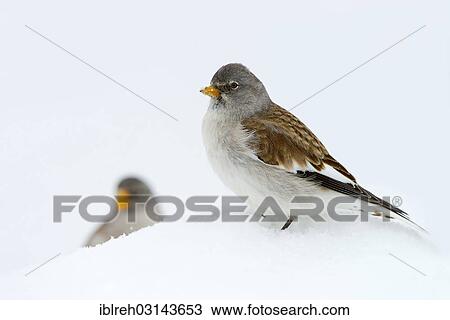 "White-winged Snowfinch or Snowfinch (Montifringilla nivalis), Hafelekar, Karwendel Mountains, Tyrol, Austria, Europe" View Large Photo Image Stock Image - "White-winged Snowfinch or Snowfinch (Montifringilla nivalis), Hafelekar, Karwendel Mountains, Tyrol, Austria, Europe". Fotosearch