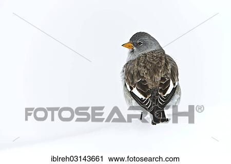"White-winged Snowfinch or Snowfinch (Montifringilla nivalis), Hafelekar, Karwendel Mountains, Tyrol, Austria, Europe" View Large Photo Image Stock Image - "White-winged Snowfinch or Snowfinch (Montifringilla nivalis), Hafelekar, Karwendel Mountains, Tyrol, Austria, Europe". Fotosearch