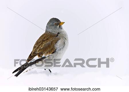 Stock Photo - "White-winged Snowfinch or Snowfinch (Montifringilla nivalis), Hafelekar, Karwendel Mountains, Tyrol, Austria, Europe". Fotosearch