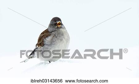 Stock Photograph - "White-winged Snowfinch or Snowfinch (Montifringilla nivalis), Hafelekar, Karwendel Mountains, Tyrol, Austria, Europe". Fotosearch