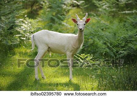 "White young Fallow deer (Dama dama), brocket with velvet, at a game reserve, Lower Saxony, Germany, Europe" View Large Photo Image Stock Image - "White young Fallow deer (Dama dama), brocket with velvet, at a game reserve, Lower Saxony, Germany, Europe". Fotosearch